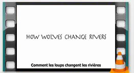 commentlesloups