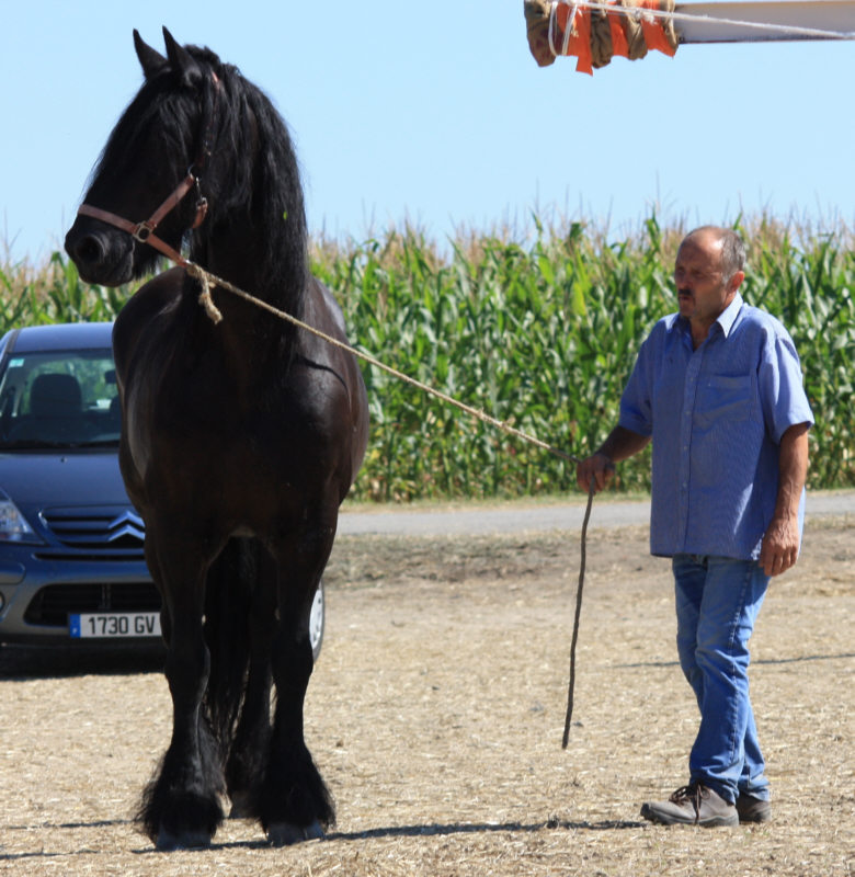 Angel et son Frison