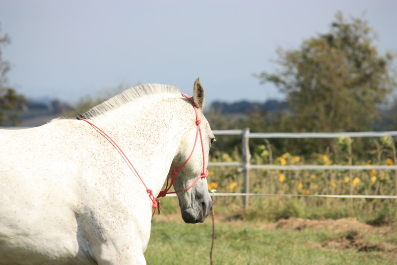 Spectacle escayre dressage (46)