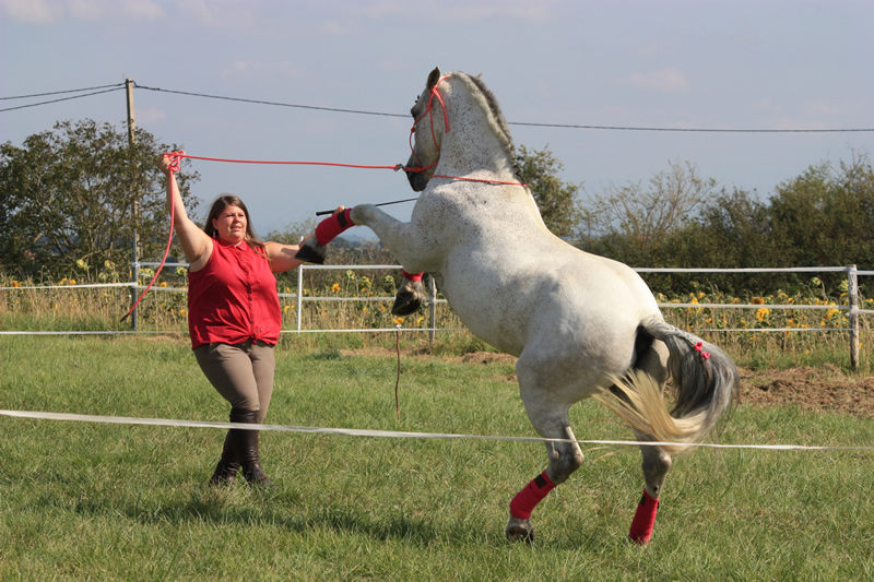 Spectacle escayre dressage (27)