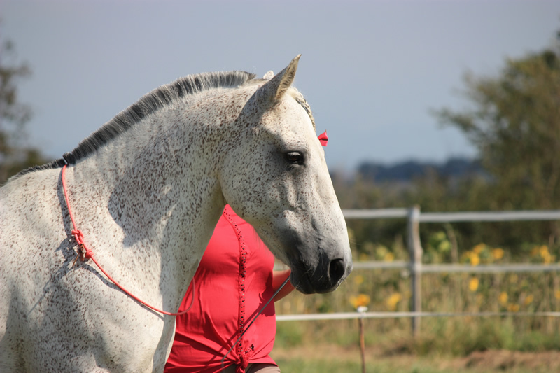 Spectacle escayre dressage (49)
