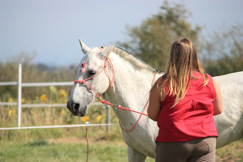 Spectacle escayre dressage (12)