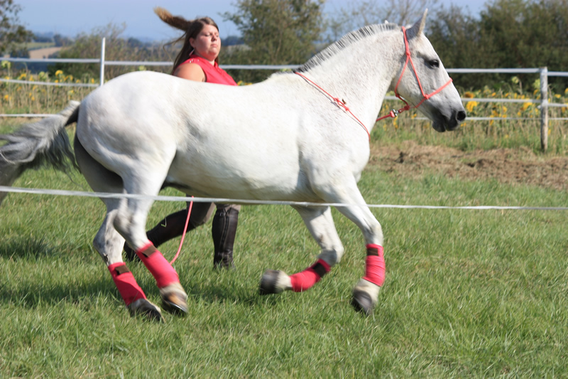 Spectacle escayre dressage (21)