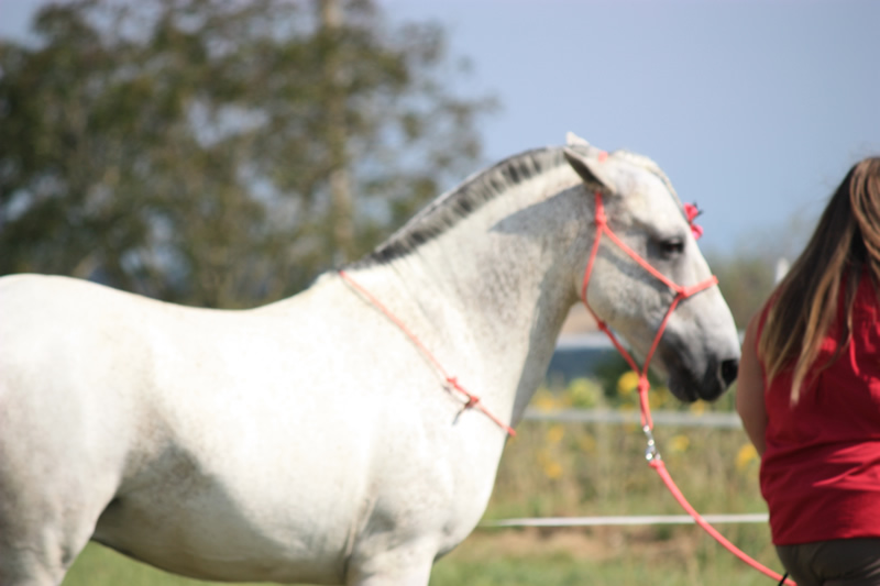Spectacle escayre dressage (38)