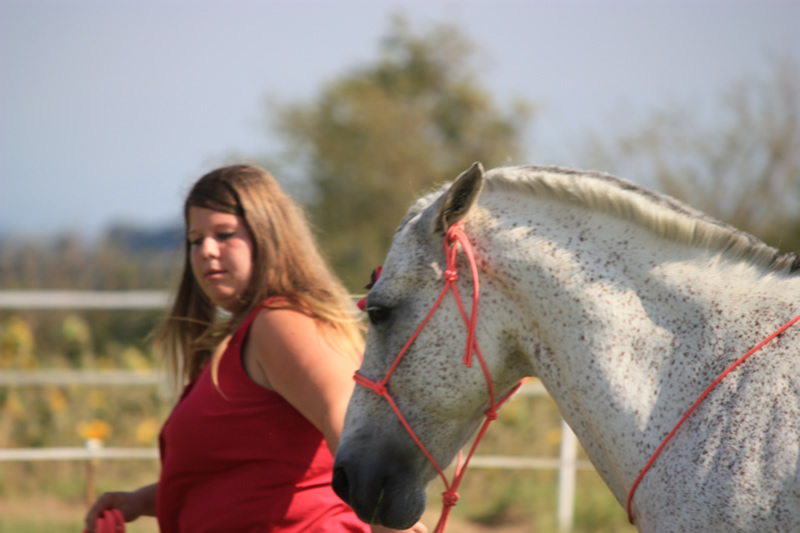 Spectacle escayre dressage (36)