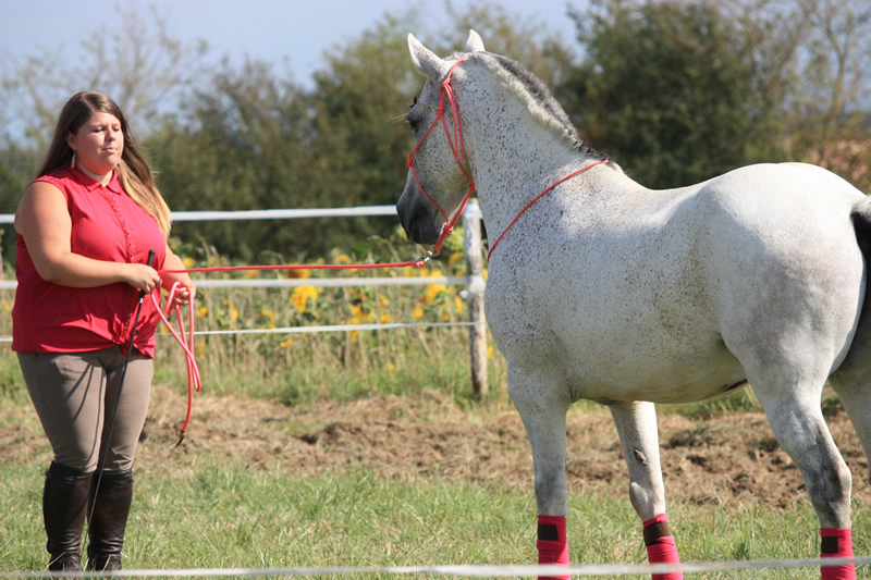 Spectacle escayre dressage (41)