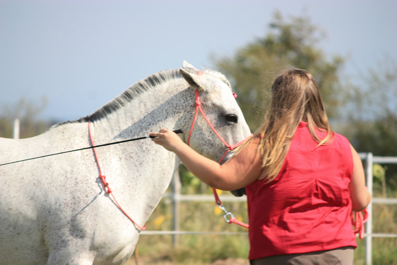 Spectacle escayre dressage (16)