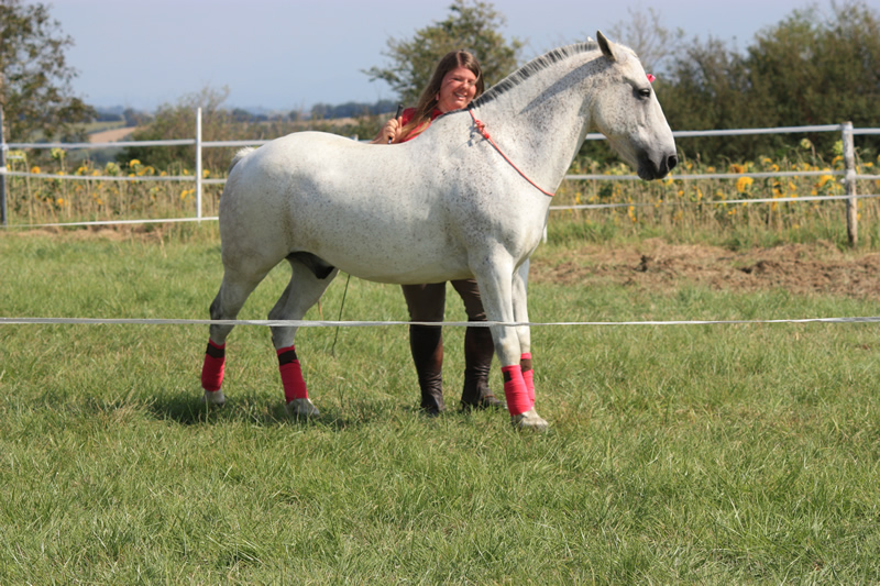Spectacle escayre dressage (62)