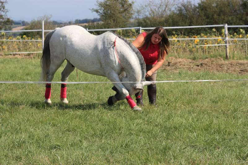 Spectacle escayre dressage (57)