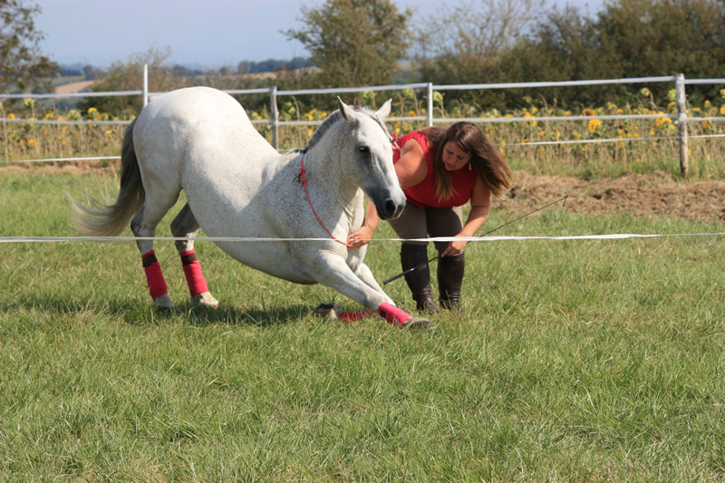 Spectacle escayre dressage (58)