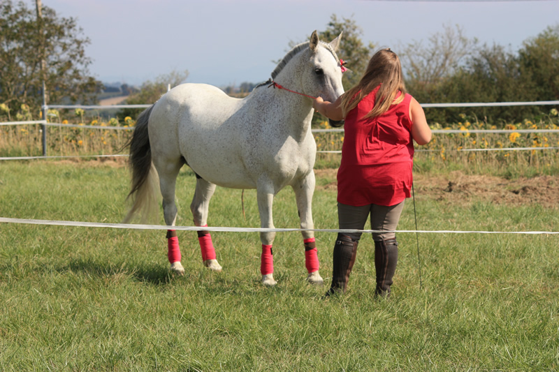 Spectacle escayre dressage (55)