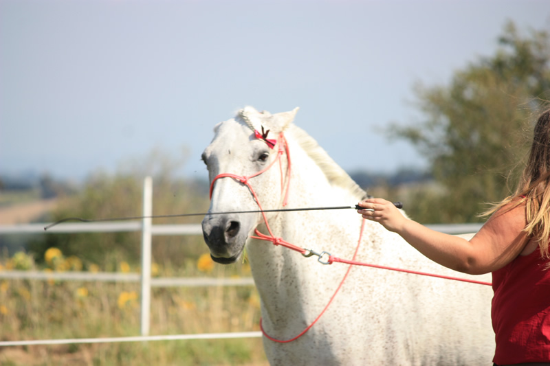 Spectacle escayre dressage (15)