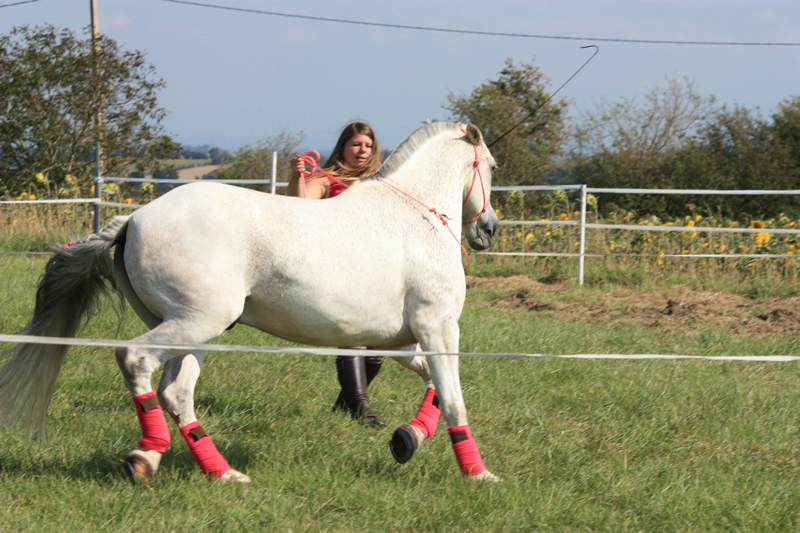 Spectacle escayre dressage (23)