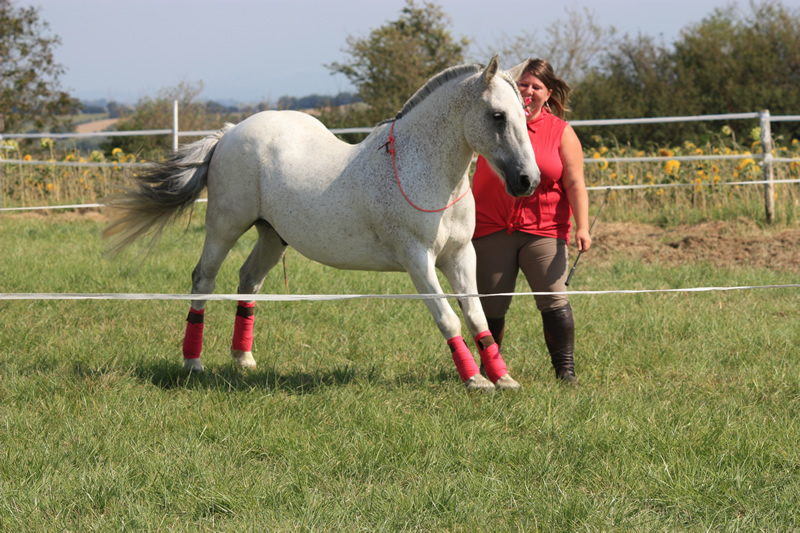 Spectacle escayre dressage (61)