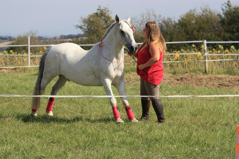 Spectacle escayre dressage (56)