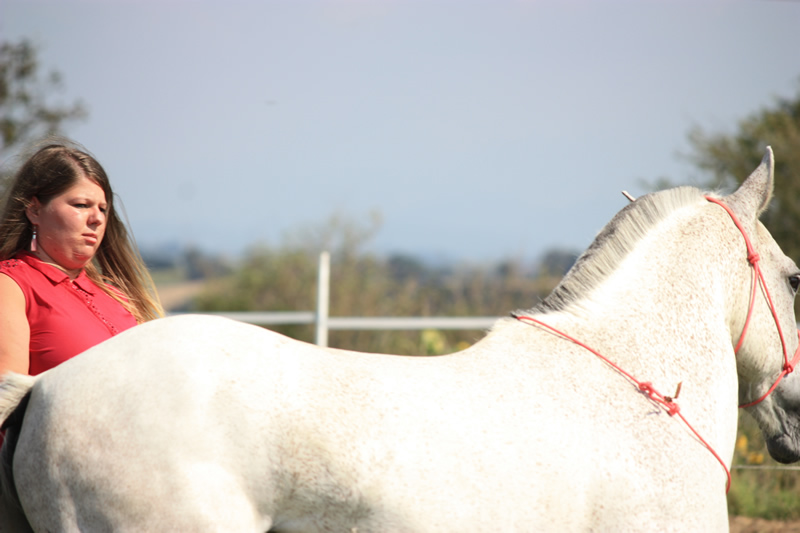 Spectacle escayre dressage (31)