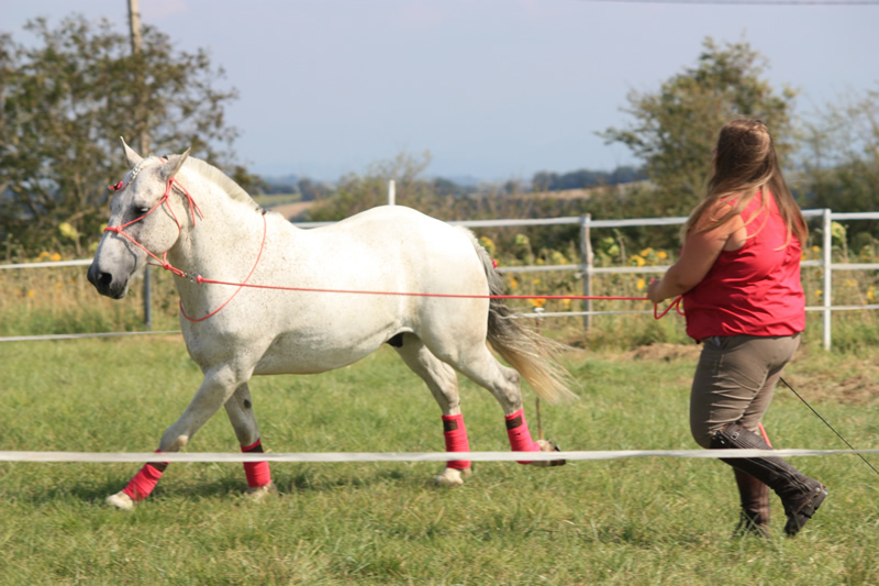 Spectacle escayre dressage (22)