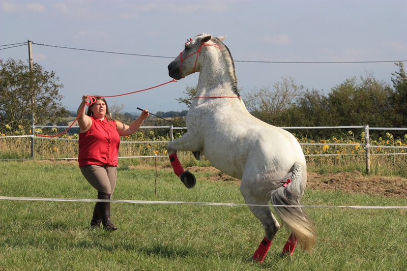 Spectacle escayre dressage (25)