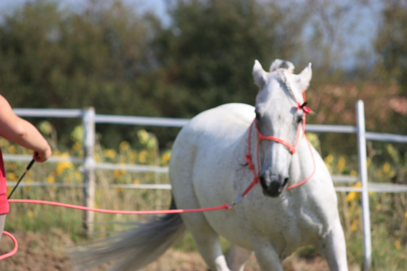 Spectacle escayre dressage (39)