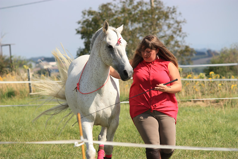 Spectacle escayre dressage (47)