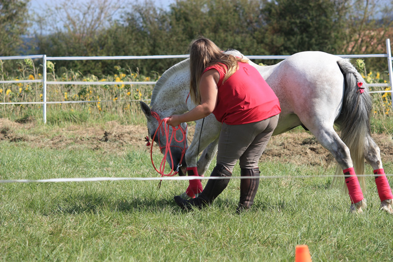 Spectacle escayre dressage (45)