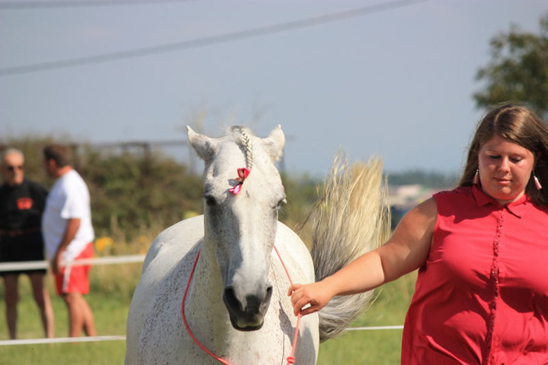 Spectacle escayre dressage (2)
