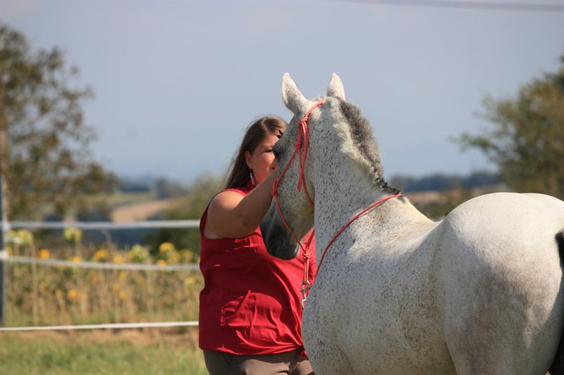 Spectacle escayre dressage (28)