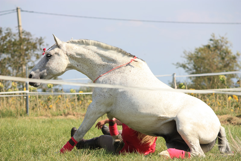 Spectacle escayre dressage (8)