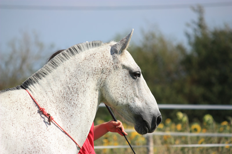 Spectacle escayre dressage (50)