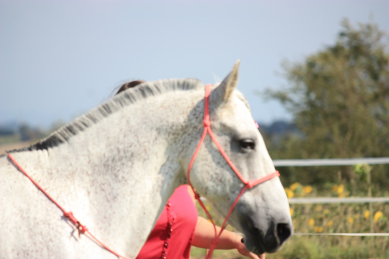 Spectacle escayre dressage (35)