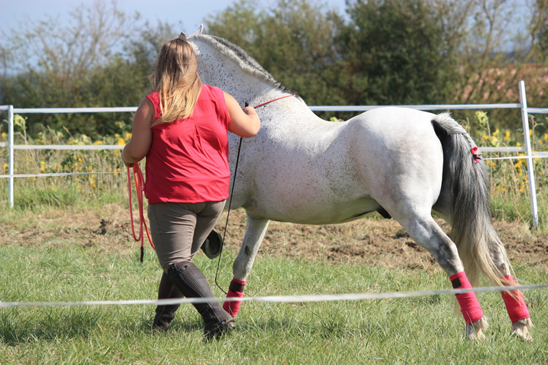 Spectacle escayre dressage (44)
