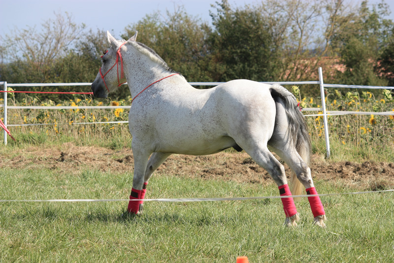 Spectacle escayre dressage (42)