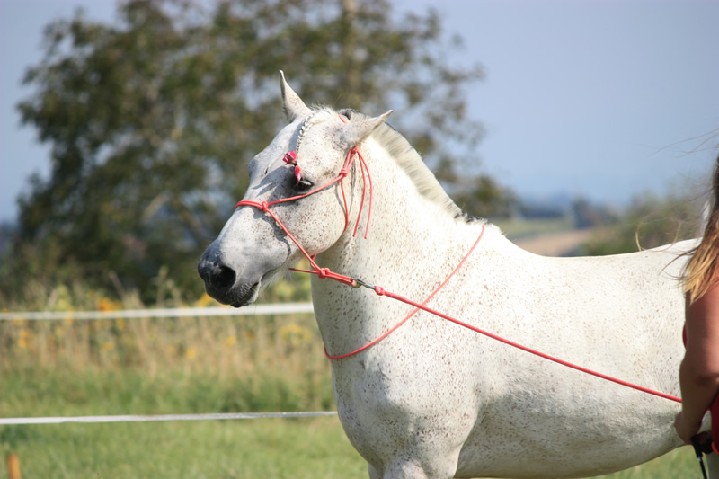 Spectacle escayre dressage (32)