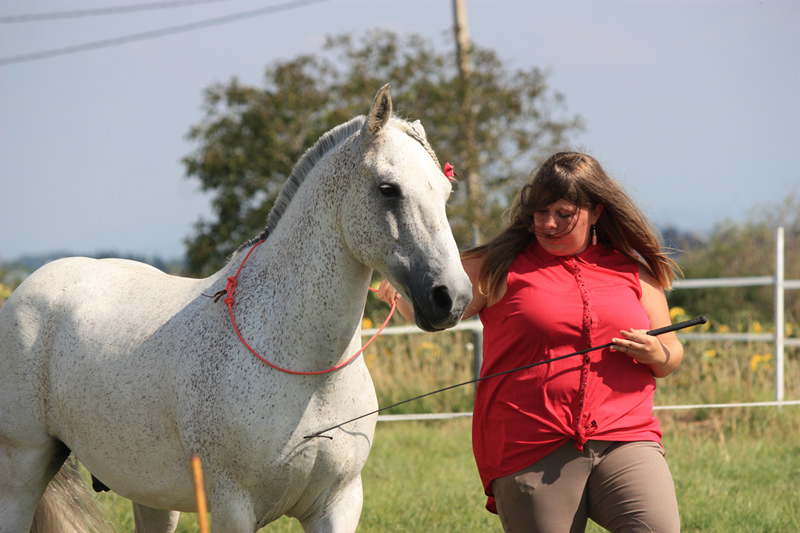 Spectacle escayre dressage (48)