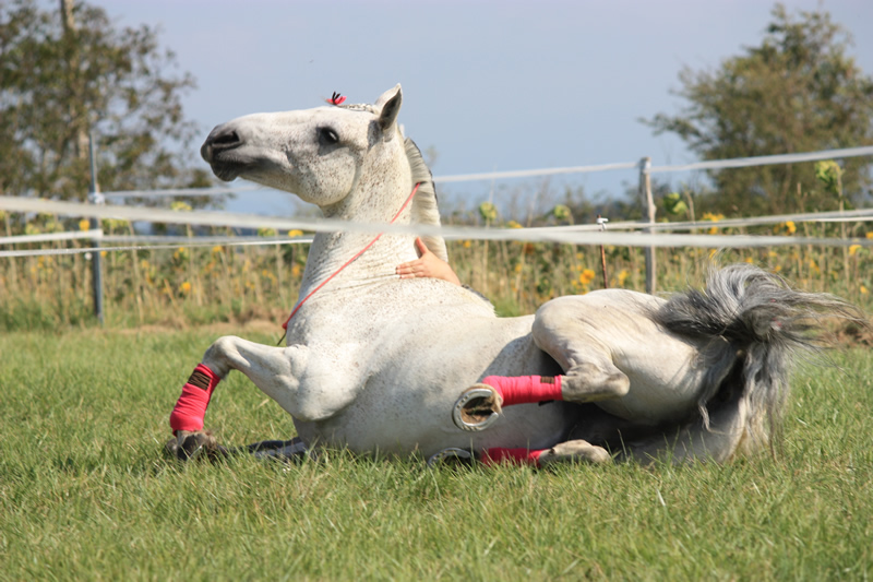 Spectacle escayre dressage (3)