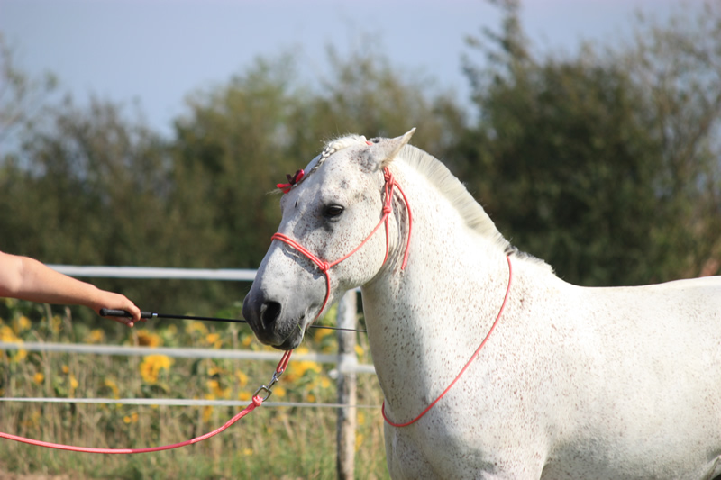 Spectacle escayre dressage (20)