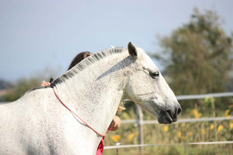 Spectacle escayre dressage (1)