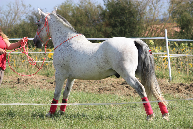 Spectacle escayre dressage (43)