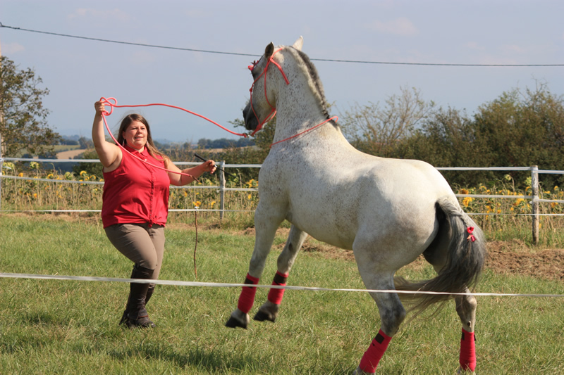 Spectacle escayre dressage (24)