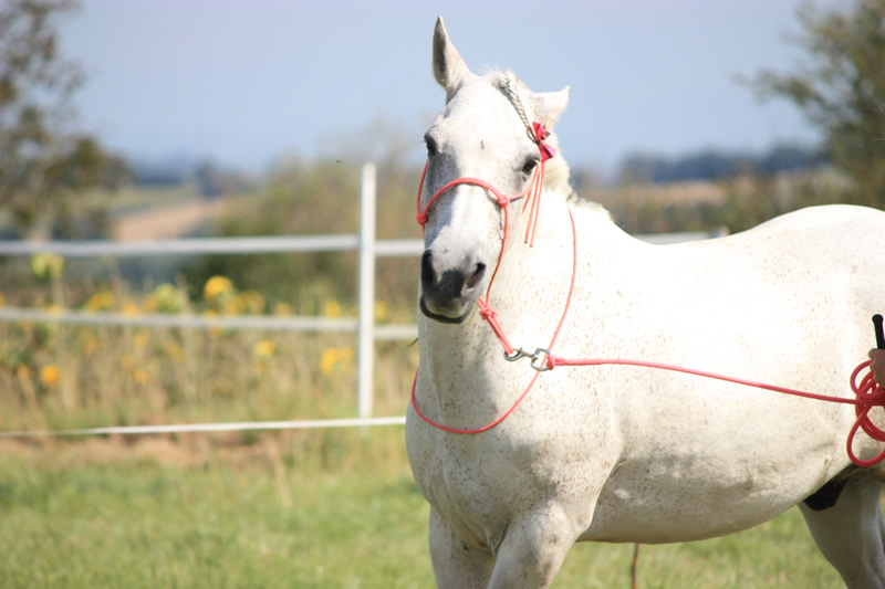 Spectacle escayre dressage (14)