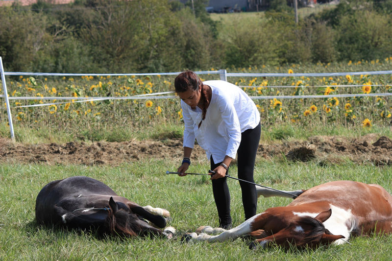 Dressage escayre journee attelage 2014 (13)