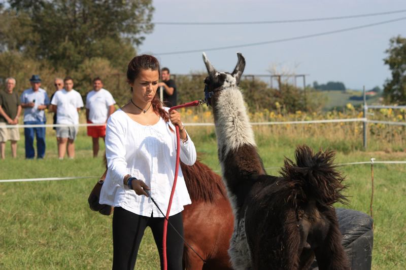 Dressage escayre journee attelage 2014 (16)