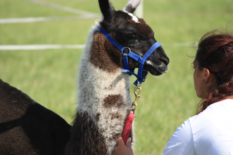 Dressage escayre journee attelage 2014 (22)