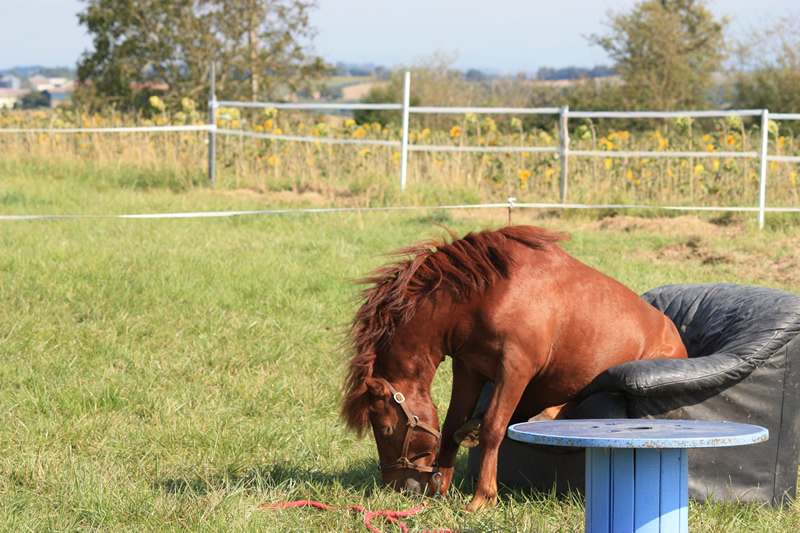 Dressage escayre journee attelage 2014 (20)