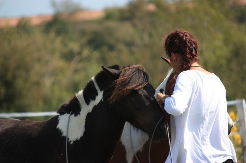 Dressage escayre journee attelage 2014 (4)