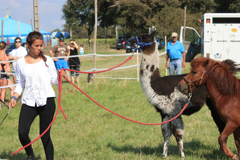 Dressage escayre journee attelage 2014 (28)