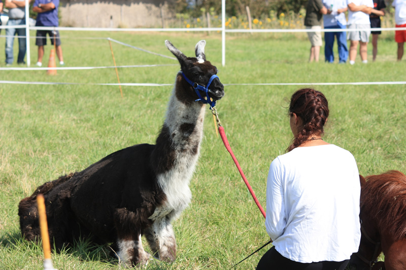 Dressage escayre journee attelage 2014 (24)