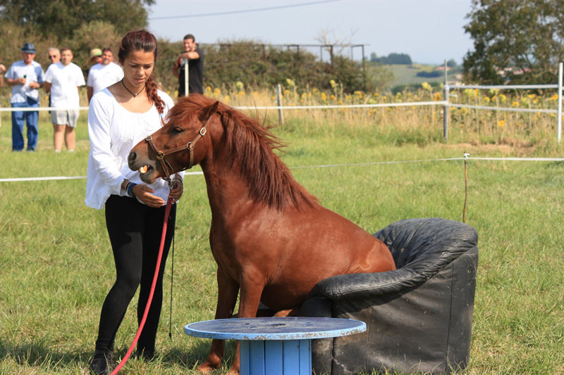 Dressage escayre journee attelage 2014 (15)