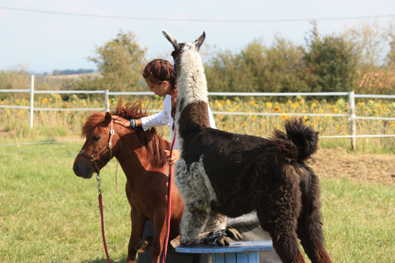 Dressage escayre journee attelage 2014 (18)