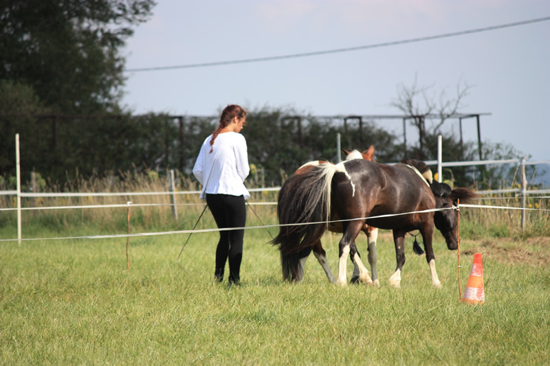 Dressage escayre journee attelage 2014 (1)